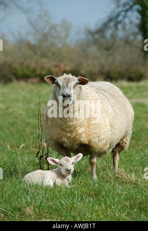 Stock Foto ein Lamm mit der Ewe sind die Schafe und ihr Lamm im Bereich ruht. Stockfoto