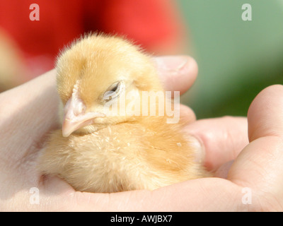 Ein kleines Baby-Küken. Stockfoto