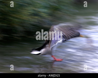 Eine Stockente, die ins Land kommen. Stockfoto