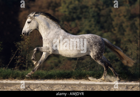 Paso Fino (Equus Caballus), Hengst im Galopp, die von der Seite gesehen Stockfoto