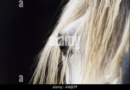 Connemara Pony (Equus Caballus), Nahaufnahme des Auges Stockfoto