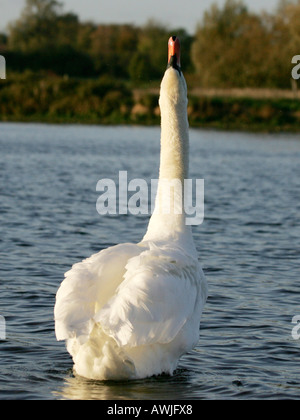 Ein Höckerschwan Hals. Stockfoto