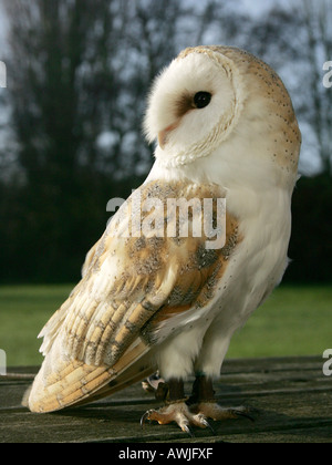 Eine Schleiereule, Blick nach links. Stockfoto