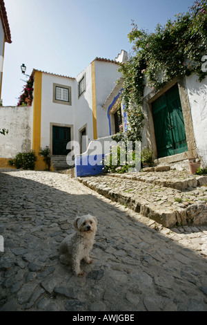 Ein Hund auf einer Kopfsteinpflaster-Spur innerhalb des ummauerten Zitadelle Dorfes Obidos, Portugal Stockfoto