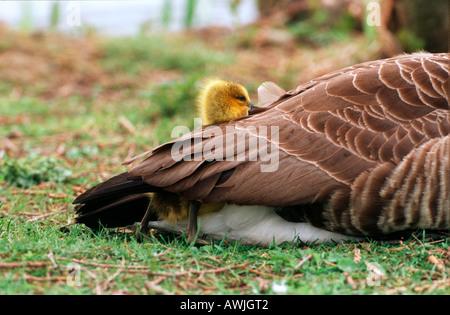 Kanada-Gans - Gosling Stockfoto