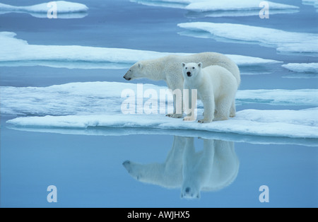 Eisbär und Cub auf Scholle / Ursus Maritimus Stockfoto