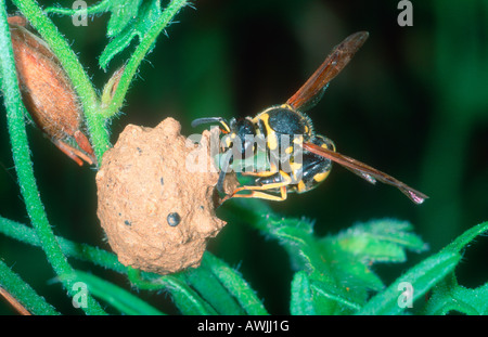 Gesundheit Potter Wasp, Eumenes coarctatus. Eine paralisierte raupe in ihr Nest eingeben Stockfoto