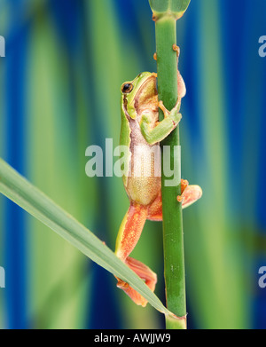 Europäischer Laubfrosch (Hyla Arborea) klettern auf Reed Stiel Stockfoto