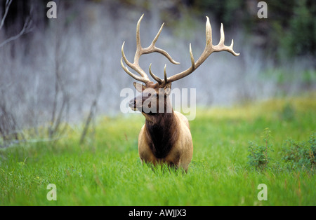 Elch (Cervus elaphus nelsoni, Cervus canadensis), Stier auf einer Wiese Stockfoto