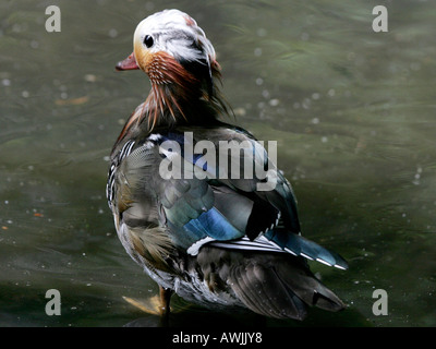 Ein Mandarin Ente. Stockfoto