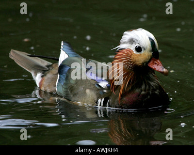 Ein Madarin Enten schwimmen im Wasser. Stockfoto