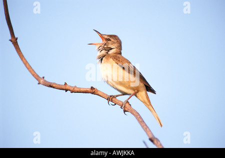 großen Rohrsänger am Zweig / Acrocephalus Arundinaceus Stockfoto