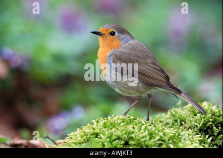 Rotkehlchen / Erithacus Rubecula Stockfoto