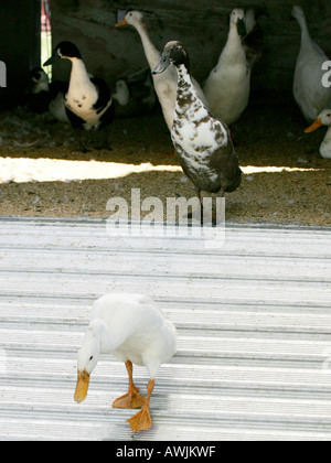 Indische Läufer Enten in einem Lastwagen transportiert eine Rampe hinunter. Stockfoto