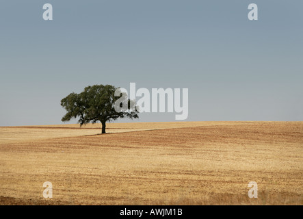 Ein einsamer Baum auf einem Bauernhof Feld dieser Baum ist ein Olivenbaum auf einem Bauernhof in Portugal s landwirtschaftliche Region Baixo Alentejo Stockfoto