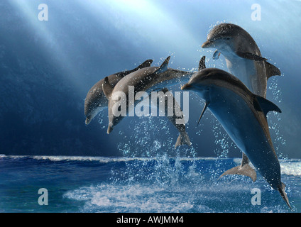 Bottlenose Delphine Tursiops Truncatus springen Stockfoto
