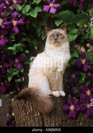 Birma Katze heiligen Katze von Birma sitzt auf Baumstumpf vor der clematis Stockfoto