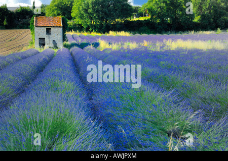 Kleines Landhaus auf Lavendel-Feld Stockfoto