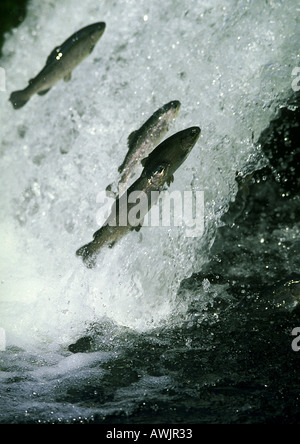 Lachse im Wildwasser Stockfoto