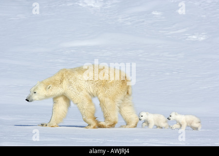 Eisbär mit zwei jungen - zu Fuß nach dem anderen / Ursus Maritimus Stockfoto