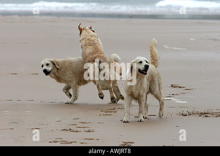 drei Golden Retriever - spielen am Strand Stockfoto