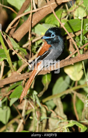 Afrikanischen Paradies Flycatcher / Terpsiphone Viridis Stockfoto