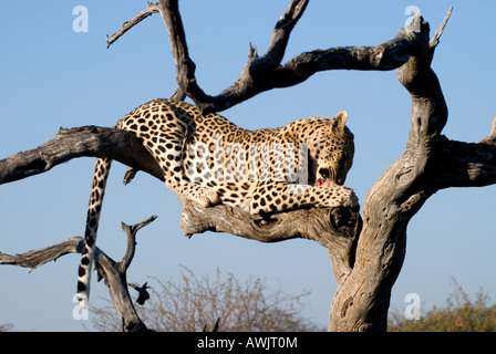 Leopard in einem Baum essen Stockfoto