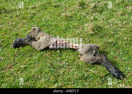 Stock Foto von Lämmern Kadaver in einem Feld das Lamm ist von einem Fuchs gegessen worden Stockfoto