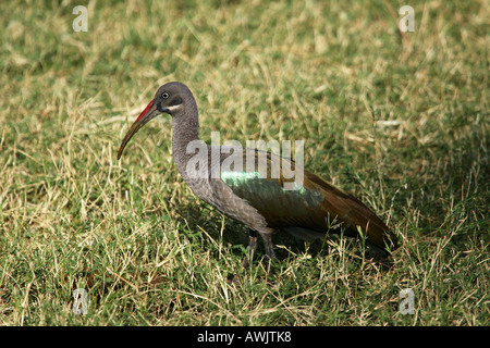 Hadeda Ibis (Bostrychia Hagedash), Wandern auf Gras Stockfoto