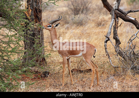 Gerenuk kaute von Baum / Litocranius Walleri Stockfoto