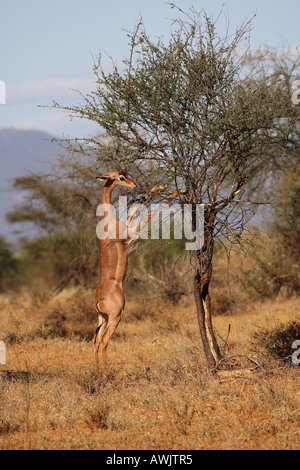 Gerenuk kaute von Baum / Litocranius Walleri Stockfoto