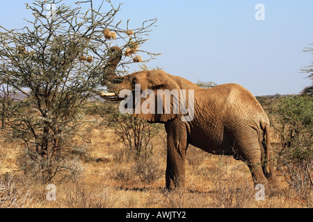 Afrikanischer Elefant - kaute Vogelnester Stockfoto