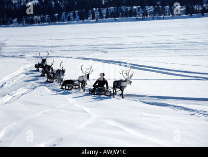 Finnland, über Schnee Schlitten ziehen Rentiere Stockfoto