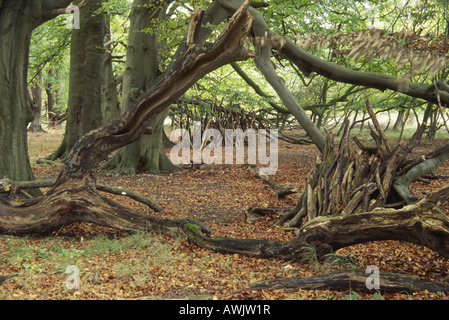 Dreieck Live gefallenen Buche Äste Frame Deadwood Lebensraum Pfähle in braun Herbst Wald Wytham Berkshire England UK 2005 Stockfoto