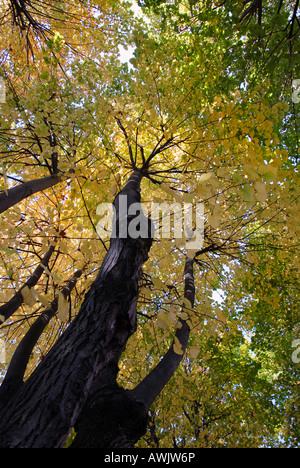 Gelben Blätter im Herbst gegen den blauen Himmel Stockfoto