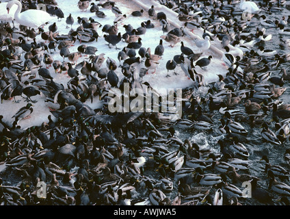 Schweden, Tauben und Enten drängten sich zusammen im Schnee Stockfoto