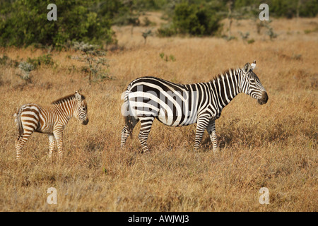 Grant-Zebra mit Cub / Equus Quagga Boehmi Stockfoto