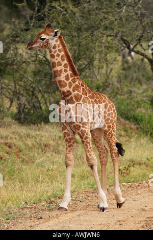 junge Rothschild Giraffe / Giraffa Giraffe Rotschildi Stockfoto