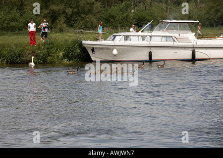 Kajütboot Motoryacht Sportboot ankern in der Nähe von Medmenham umgeben von Kanadagans Branta Canadensis, Gänsel, Höckerschwan Stockfoto