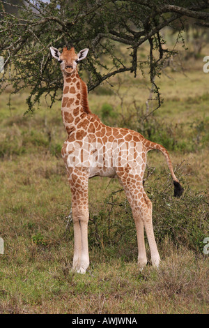 junge Rothschild Giraffe / Giraffa Giraffe Rotschildi Stockfoto