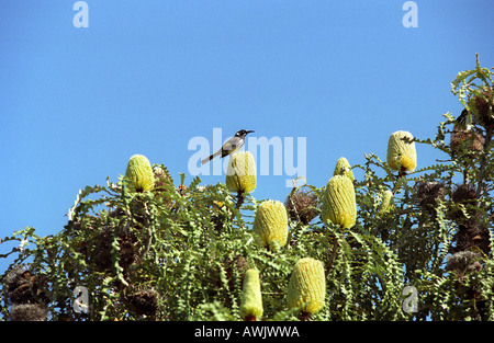 Neues Holland Honigfresser / Phylidonyris Novaehollandiae Stockfoto