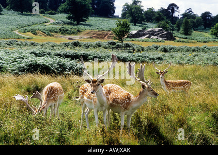 Bradgate Park Leicestershire wild Damwild Moor Heide England UK Farne Wildlife Reisen Tourismus Tiere Geweihe Stockfoto