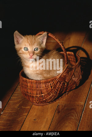 Kätzchen in einem Korb vor der Kamera. Stockfoto