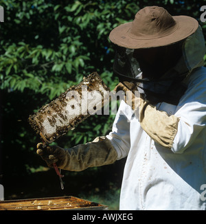 Imker, die flachen super Rahmen angeschnittene Ärmel Honig aus einer nationalen Bienenstock zu prüfen Stockfoto