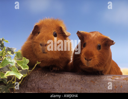 zwei junge braun Meerschweinchen Stockfoto