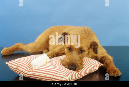 Irish Terrier mit bandagierten Pfote Stockfoto