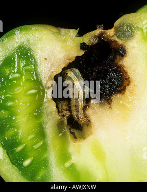 Tomate Fruitworm Helicoverpa Armigera in beschädigten Tomatenfrucht Portugal Stockfoto