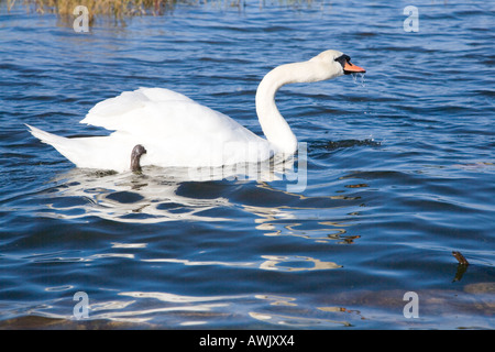 Ein Höckerschwan Getränke Meerwasser in Christchurch Harbour Stockfoto