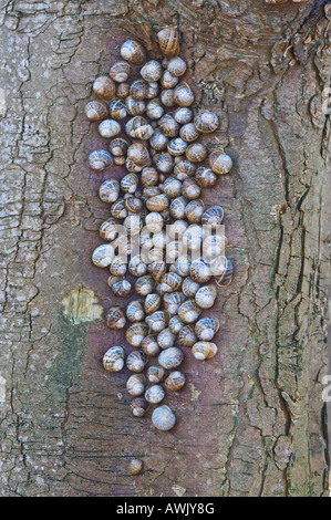 Garten-Schnecke (Helix Aspersa) Gruppe im Ruhezustand auf Baumstamm Brancaster Norfolk East Anglia England März Stockfoto