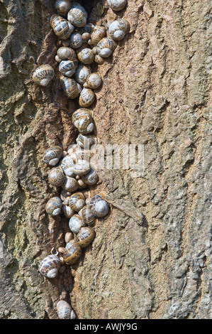 Garten-Schnecke (Helix Aspersa) Gruppe im Ruhezustand auf Baumstamm Brancaster Norfolk East Anglia England März Stockfoto